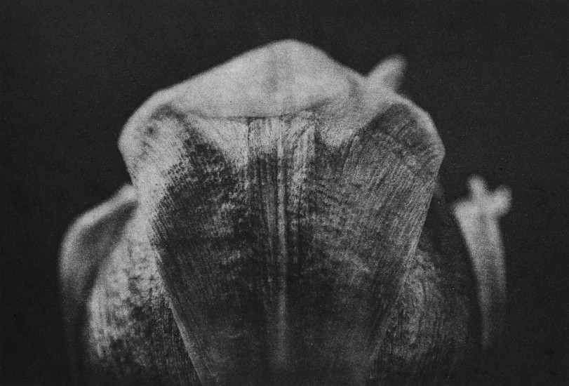 Organic composition II | 2017 | 38x58cm | photogravure